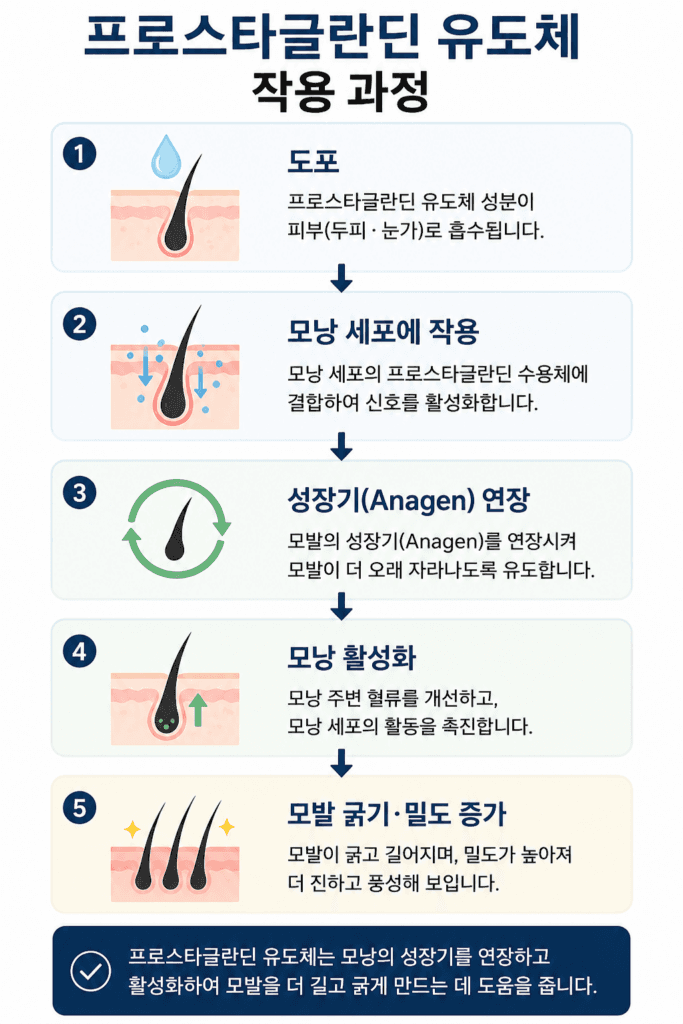 The process by which prostaglandin derivatives act during the hair follicle growth phase